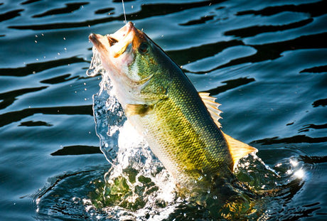 How to Setup and Use a Spinning Rod and Reel