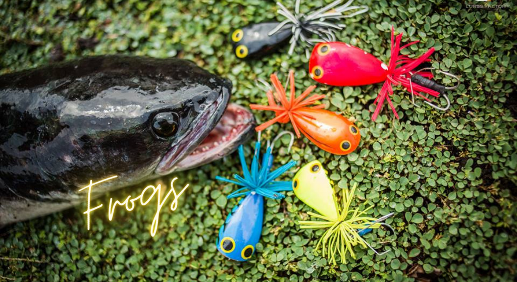 frog lancer 　custom order Frogs Buy Frog Lures Online India — Surface Fishing Frogs | Cabral