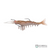 KrillKast Shrimp lures with  hook | 10cm-13cm | 7g-17g | 1 Pcs  Shrimp  SHRIMP  Cabral Outdoors  KrillKast Shrimp Lures India — 10cm–13cm with Hook | Cabral Outdoors