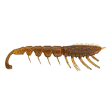 Rapala CrushCity The Imposter Soft Plastic Lure | 3 Inch | 6 Pcs Per Pack