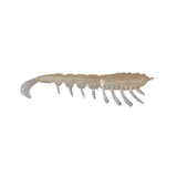 Rapala CrushCity The Imposter Soft Plastic Lure | 3 Inch | 6 Pcs Per Pack