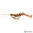 Savage Gear 3D Manic Shrimp | Pack of 1 | Size: 2.5"-5"  Shrimp  Savage Gear  Cabral Outdoors  