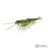 Savage Gear Manic Shrimp Weedless RTF WL  | Pack of 2 | Size: 3inch-3.5inch | Weight:-6g-9g  Shrimp  Savage Gear  Cabral Outdoors  
