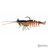 Savage Gear 3D Shrimp | Pack of 2 | Size: 3.5"-5"  Shrimp  Savage Gear  Cabral Outdoors  